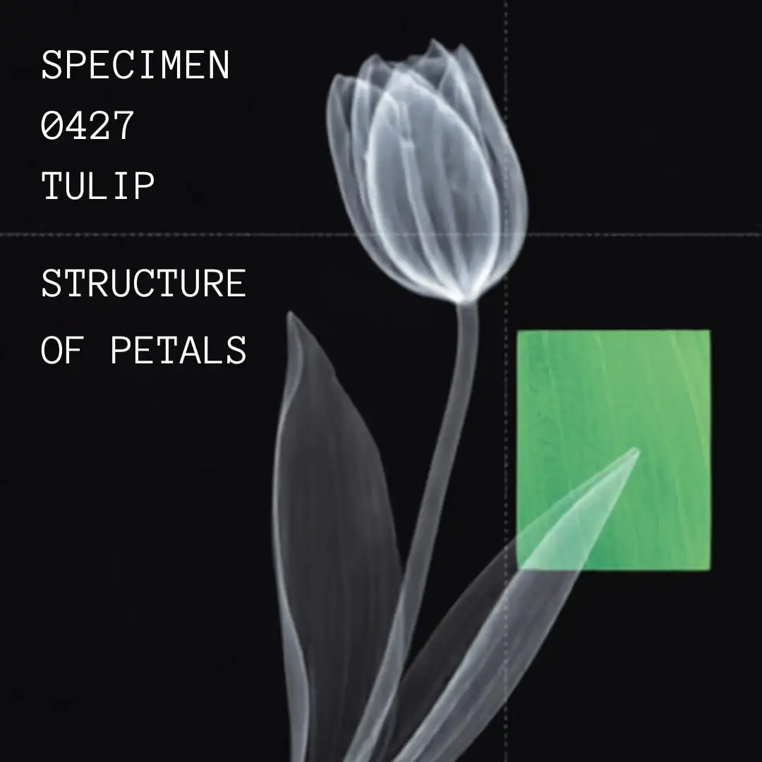 An x-ray of a tulip on black with a green square and typewriter labels: ‘Specimen 0427, tulip, structure of petals’.